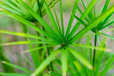 The papyrus plant (Cyperus papyrus).