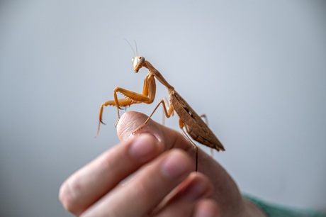 A praying mantis. Specifically, Rhonda.